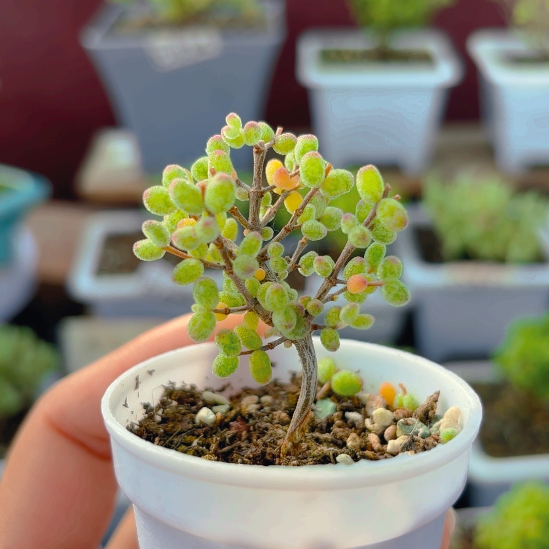 虎斑锦糖球597。