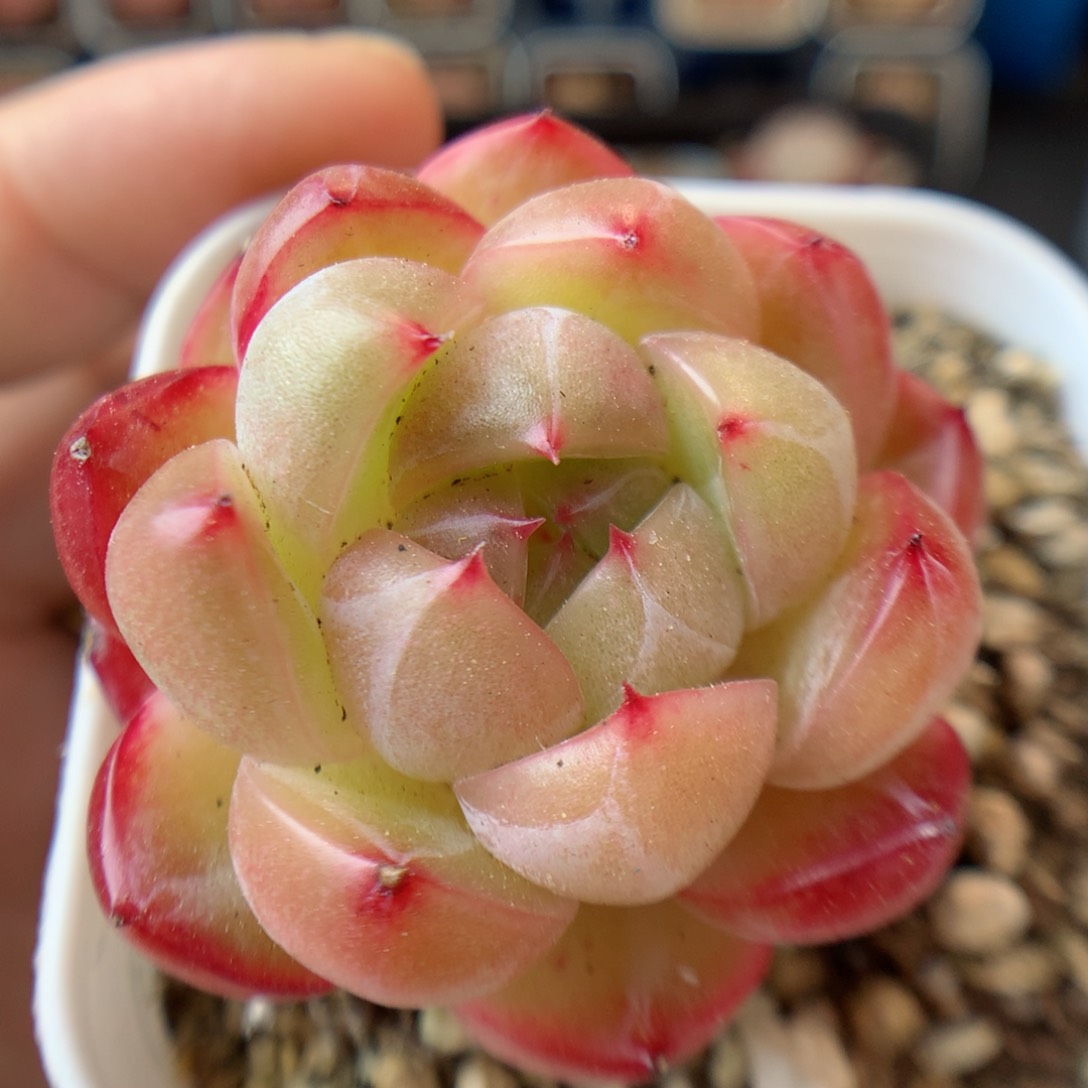 一物一拍精品多肉。珍妮16