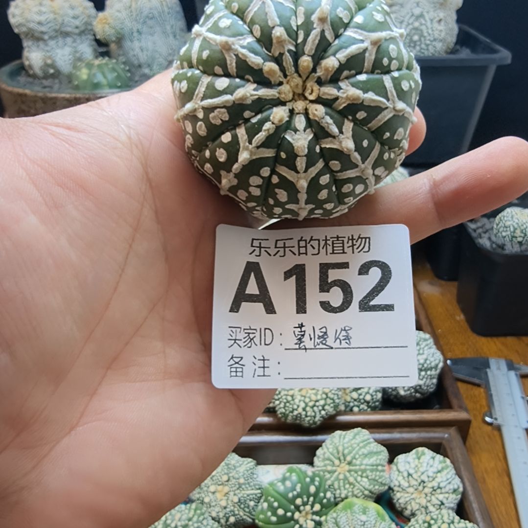莫***待9棱连线箭头琉璃V兜哈哈哈