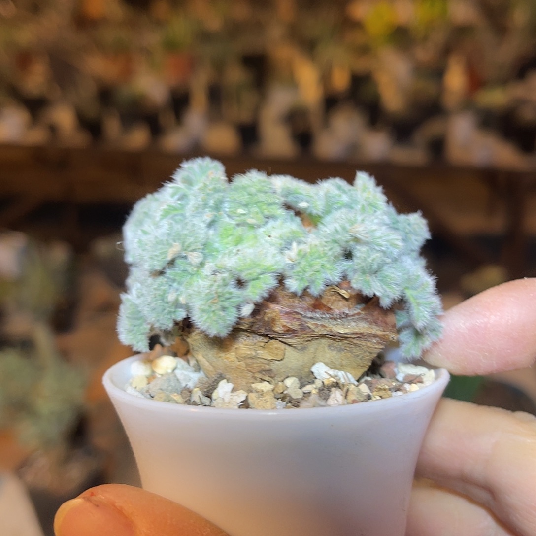 实生羽叶洋葵块根一物一拍