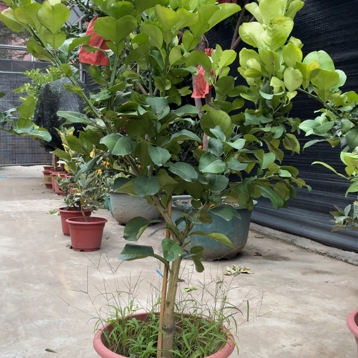 北***京完全开放一物一拍