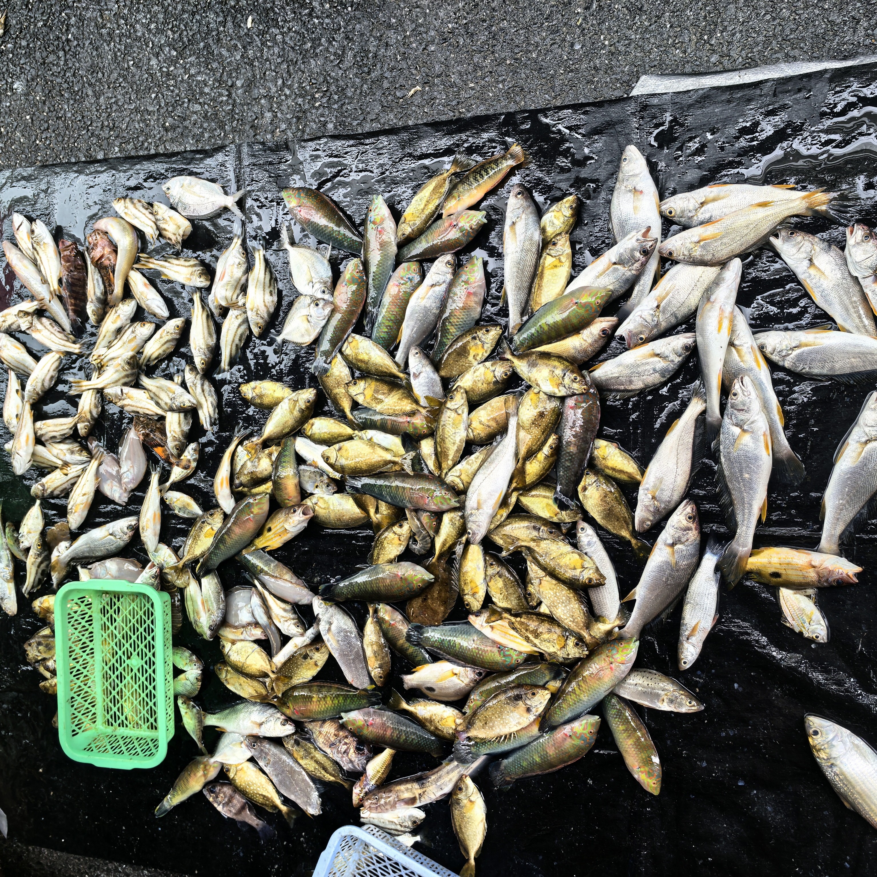 海陵岛小郑渔民档代买现场称1-100斤新鲜真空包装