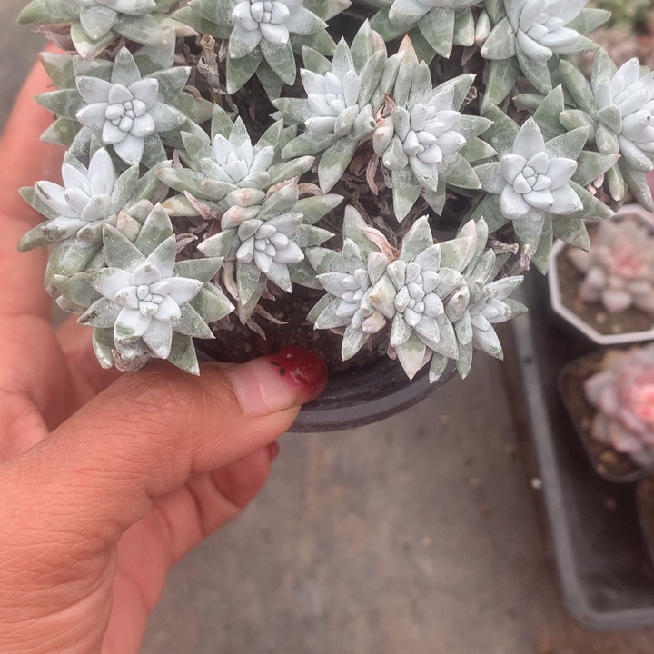 白菊 大；满9.99包邮不满9.99发叶子）