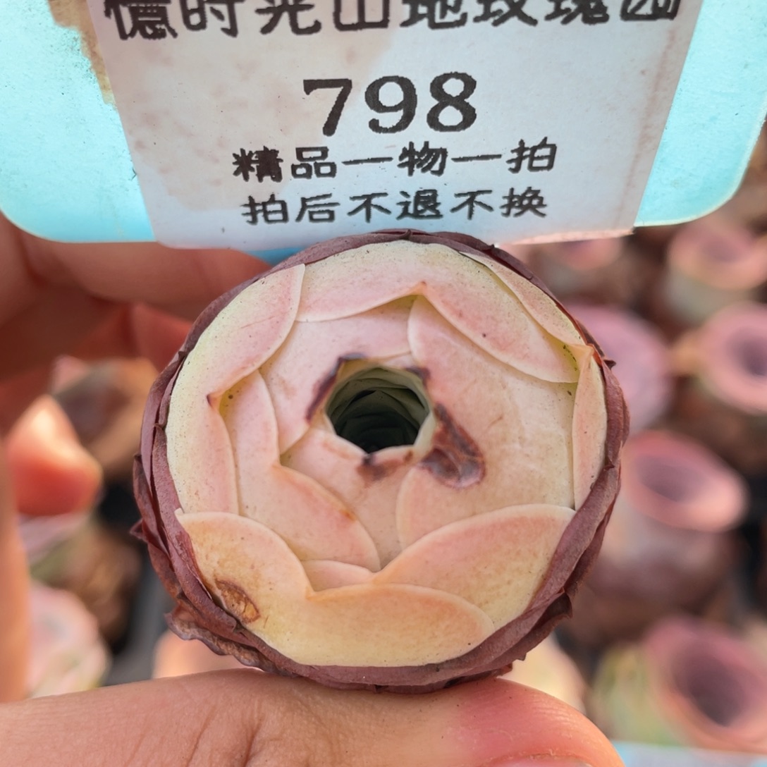 山地玫瑰798裸根发货不售后