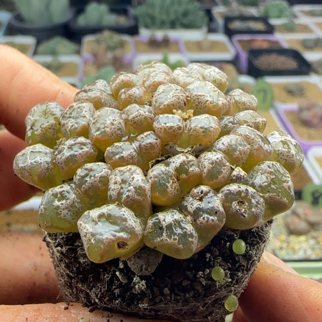 【闪购商品】21995