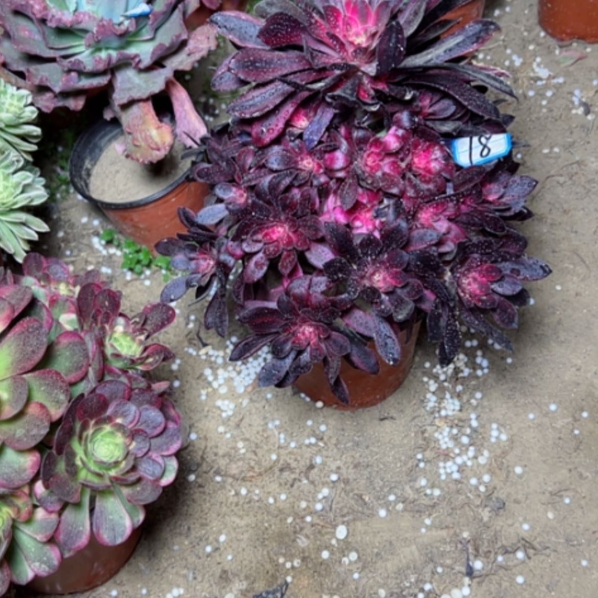 【闪购商品】多肉植物香奈18