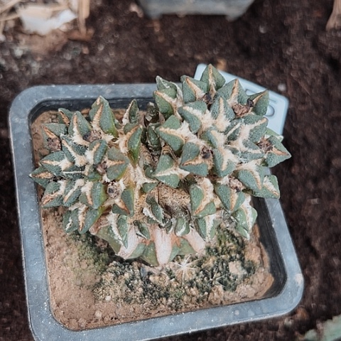 0155处理仙人球时要注意