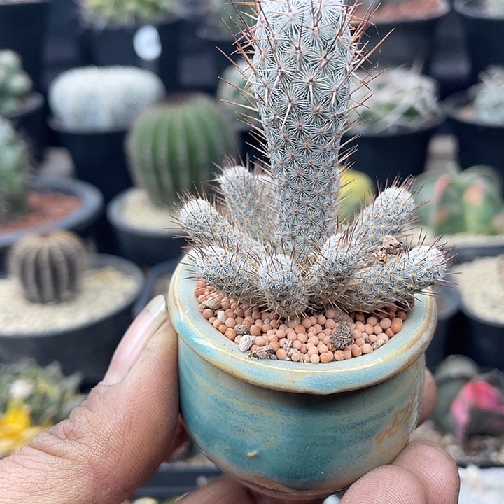 灰狐群一颗包邮不含盆