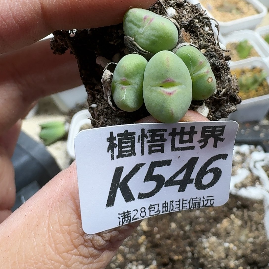 的的润泽风格和您的润泽