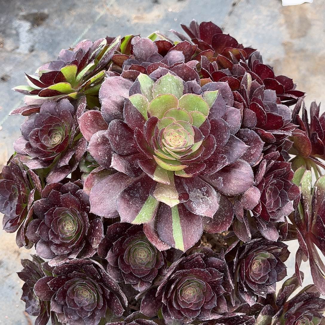 黑骑士法师多肉植物漂亮