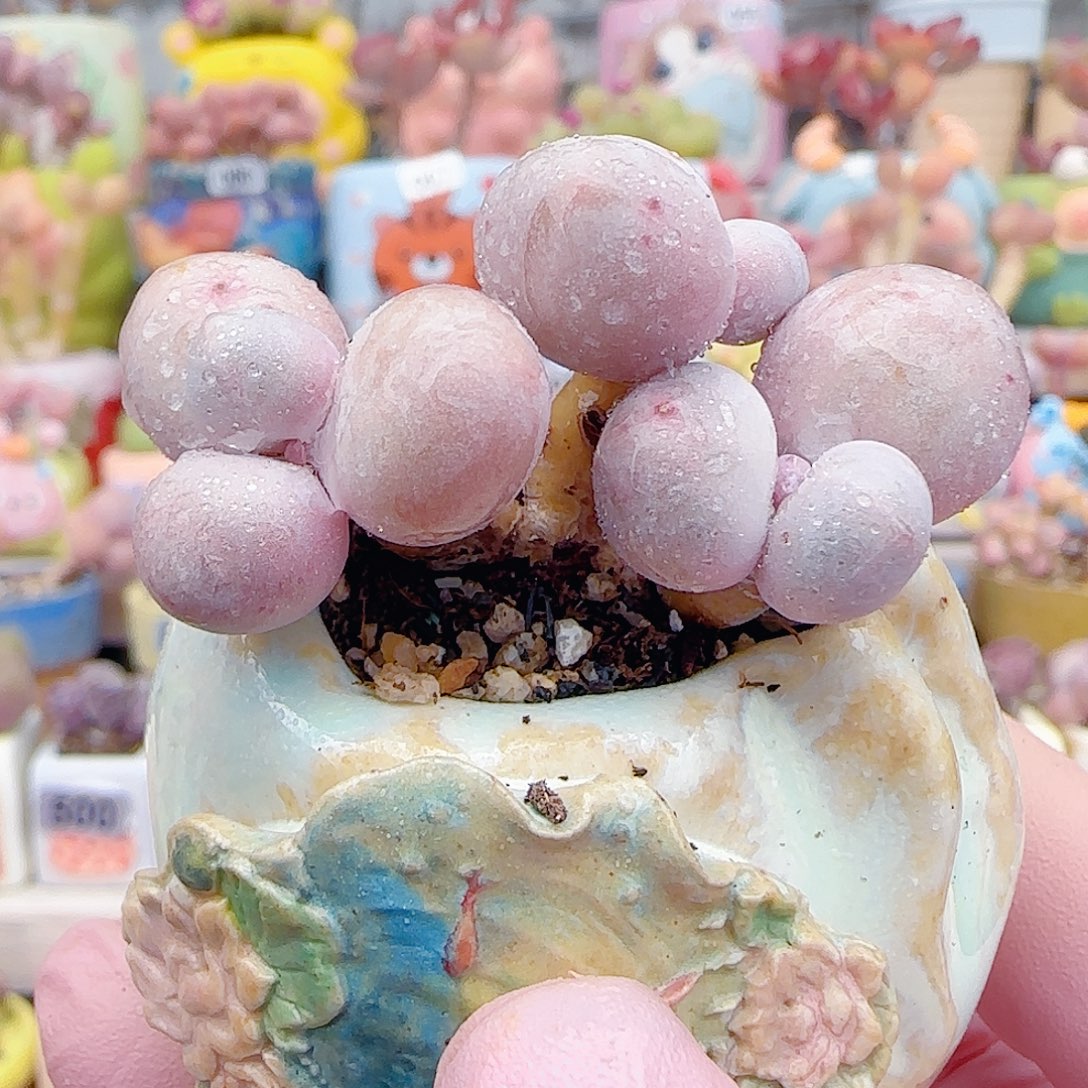 L 三头蛋黄奶 盆口3.5cm