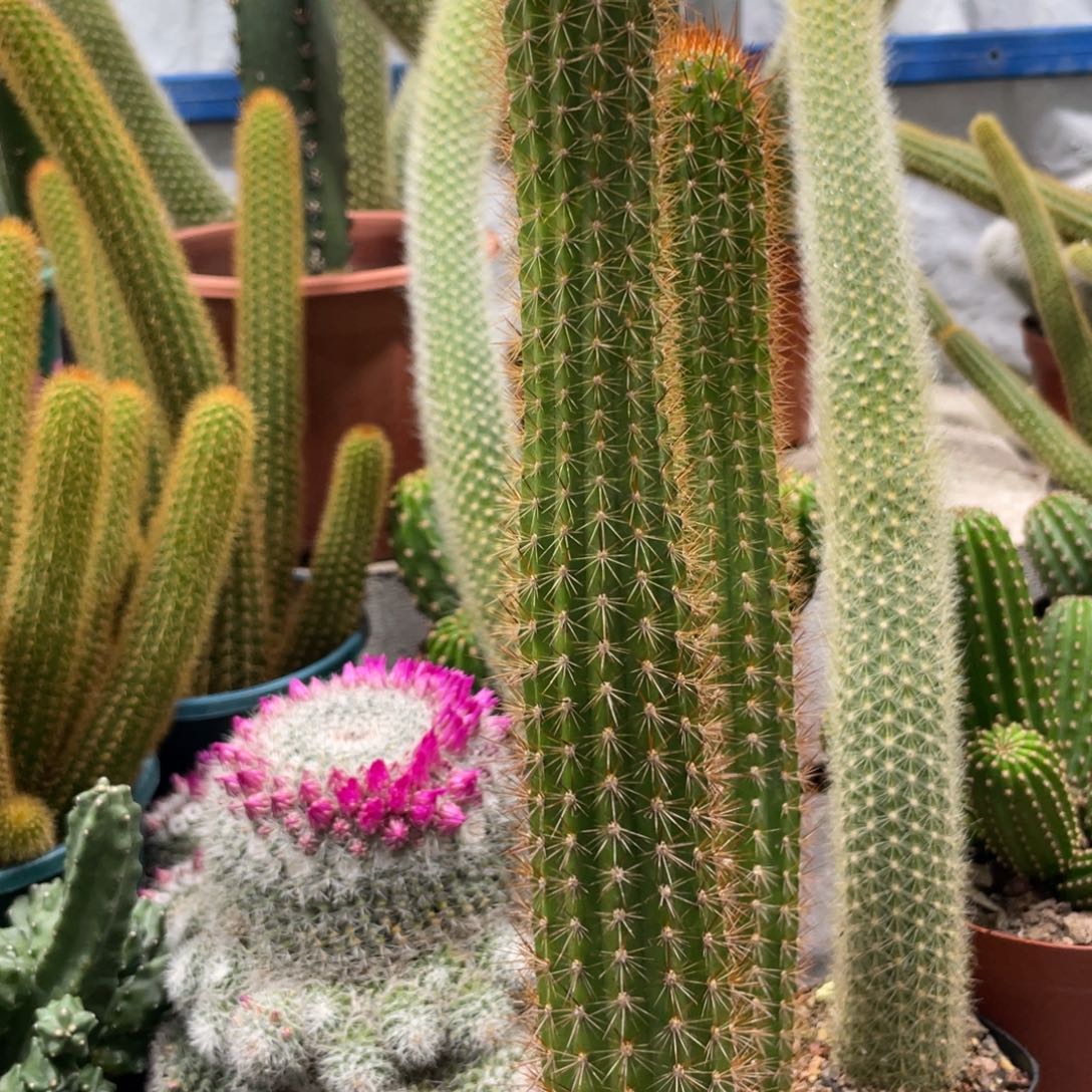 自根进口金妞金3保25公分