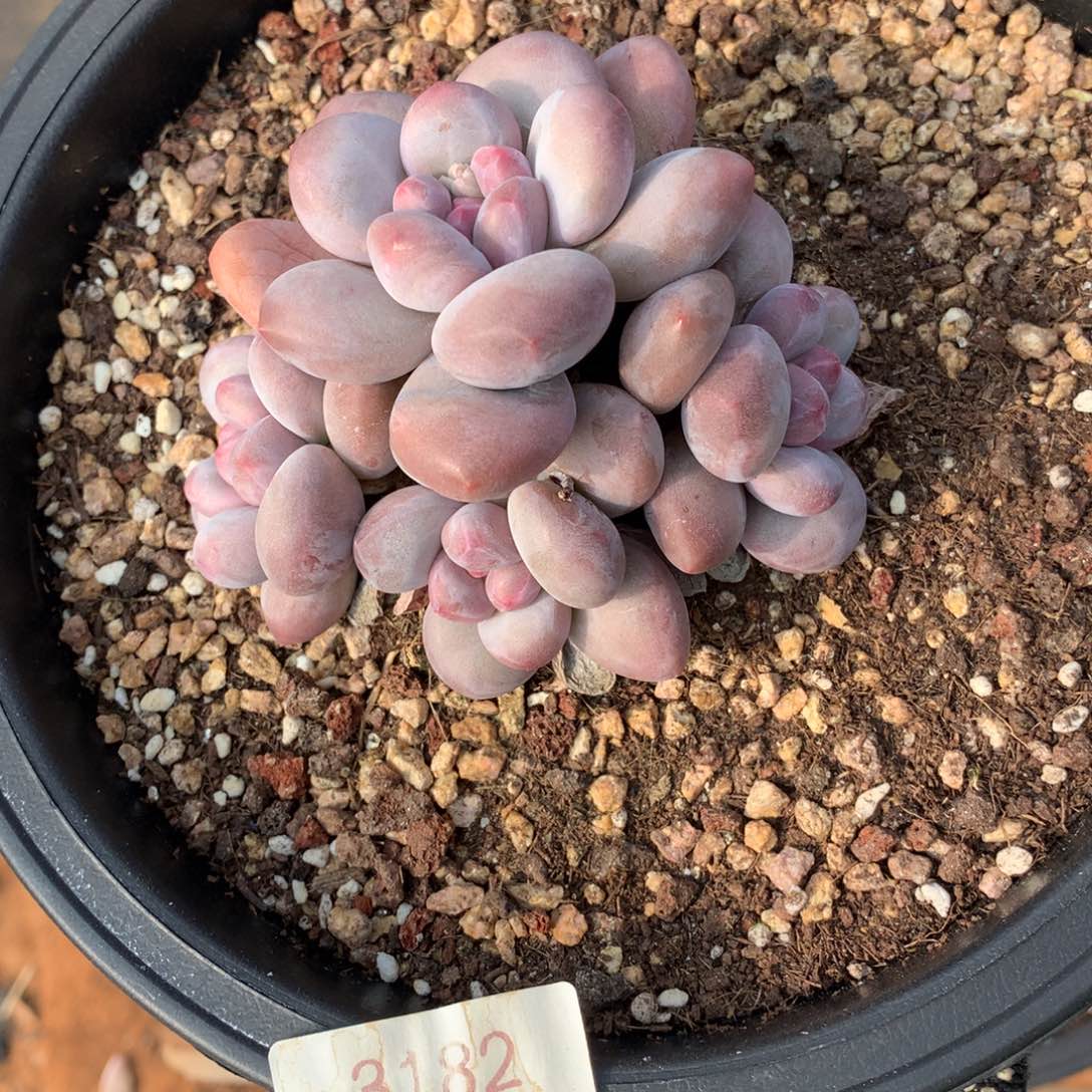 10厘米香水多肉3182