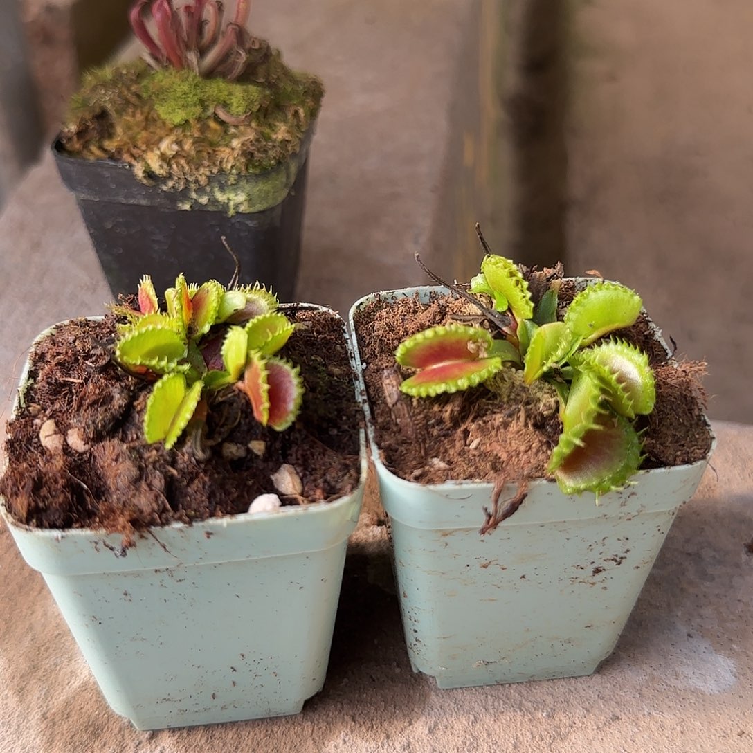 清***粥无花朵小太阳勃艮第？？