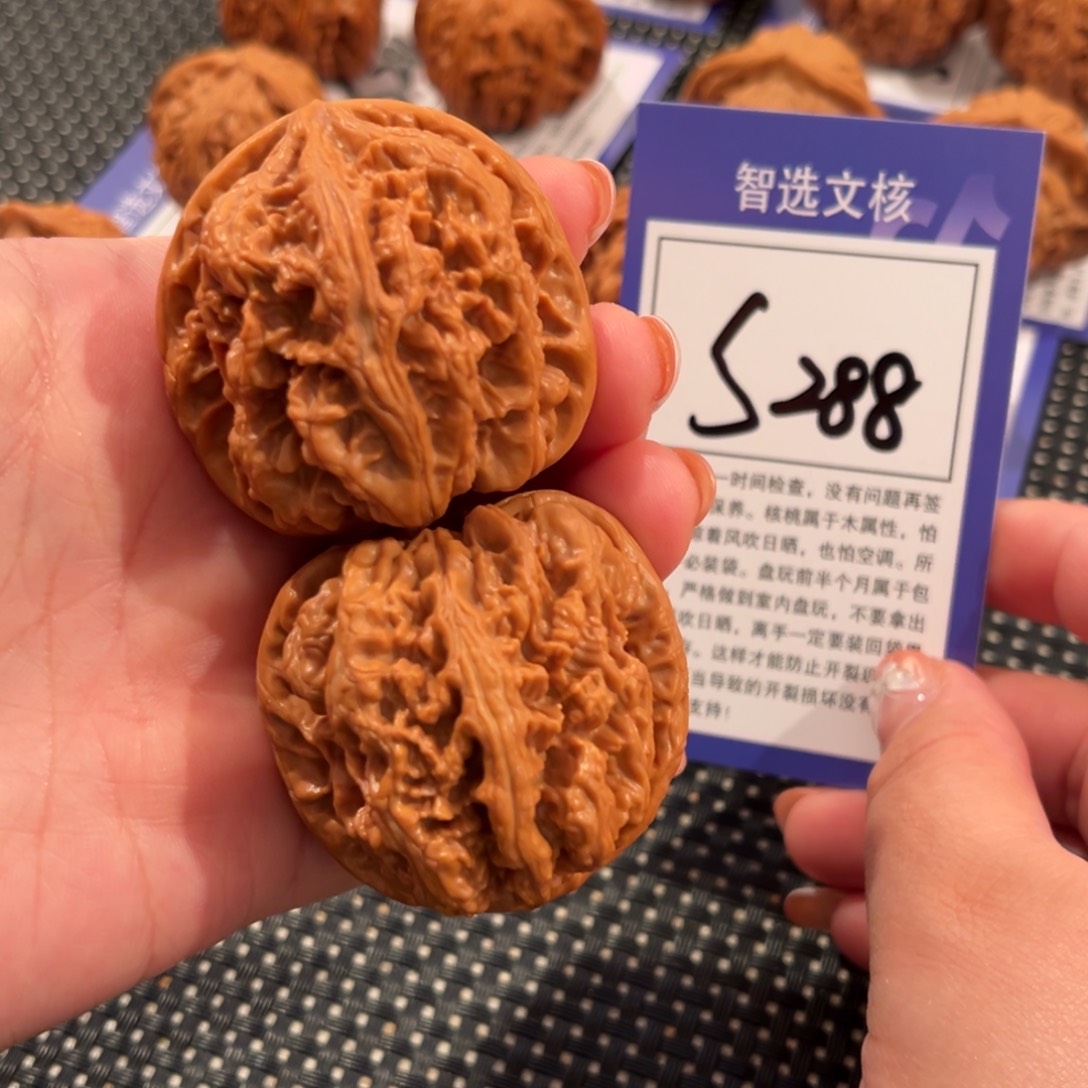 核桃S288号粗筋44尺