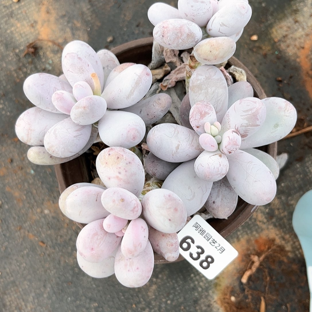 阿雅园艺。      638