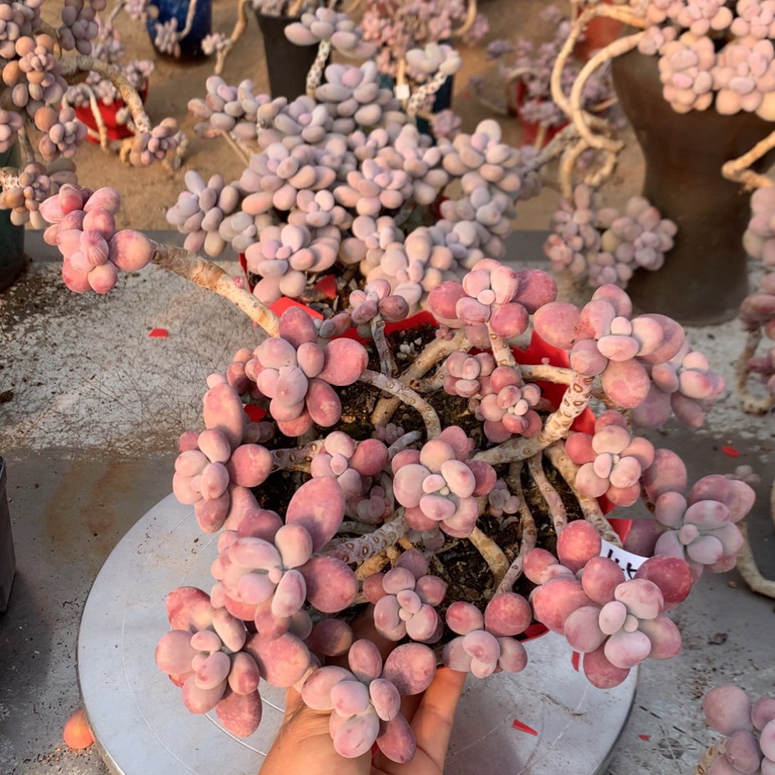 桃蛋老庄不带盆45号