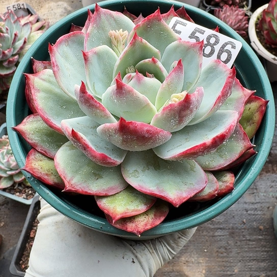 惊鸿惊鸿惊鸿 586.........