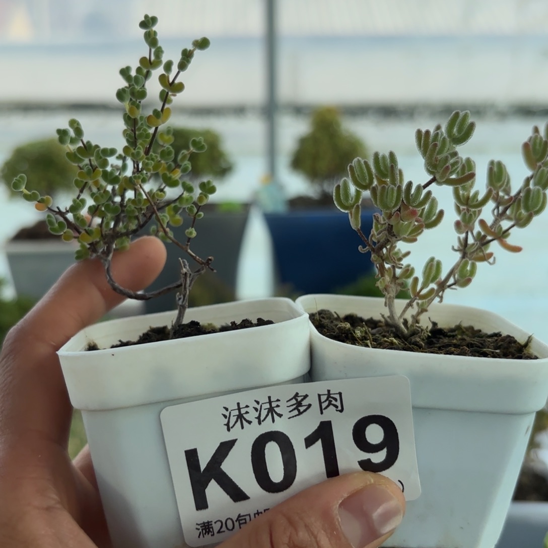 019莱斯和冰紫枝干