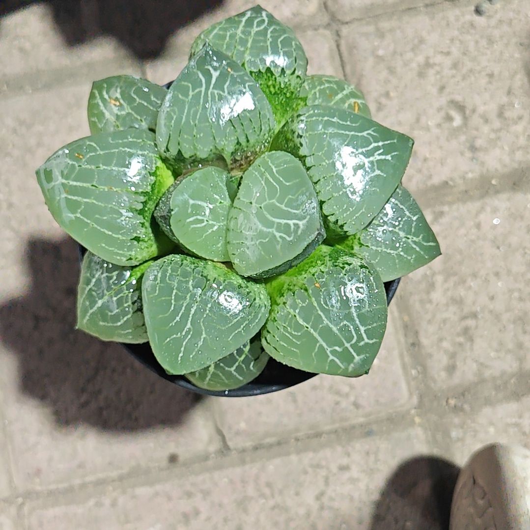 水晶克一颗多肉植物