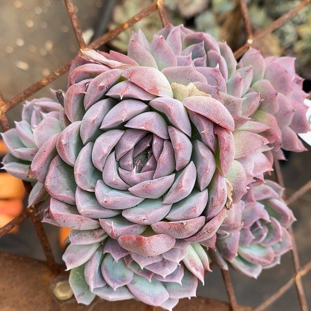 3925杂交老桩基地～10厘米