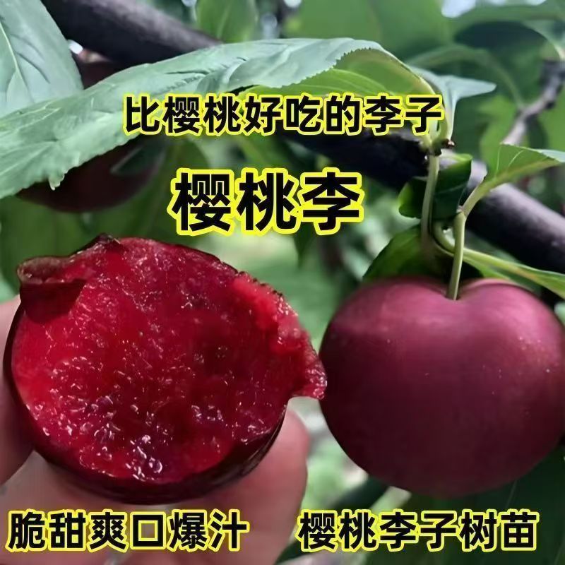 樱桃李树苗嫁接韩国红肉李子树果苗南方北方庭院盆栽地栽当年结果