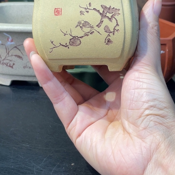 花盆紫砂你的手机