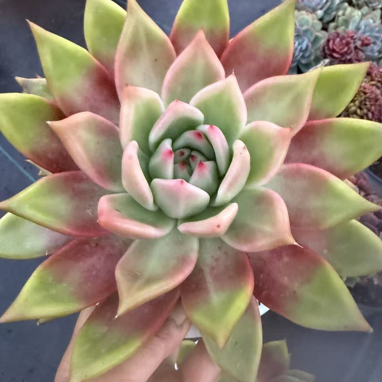 云漫多肉 弗兰克 18-20cm 多肉植物