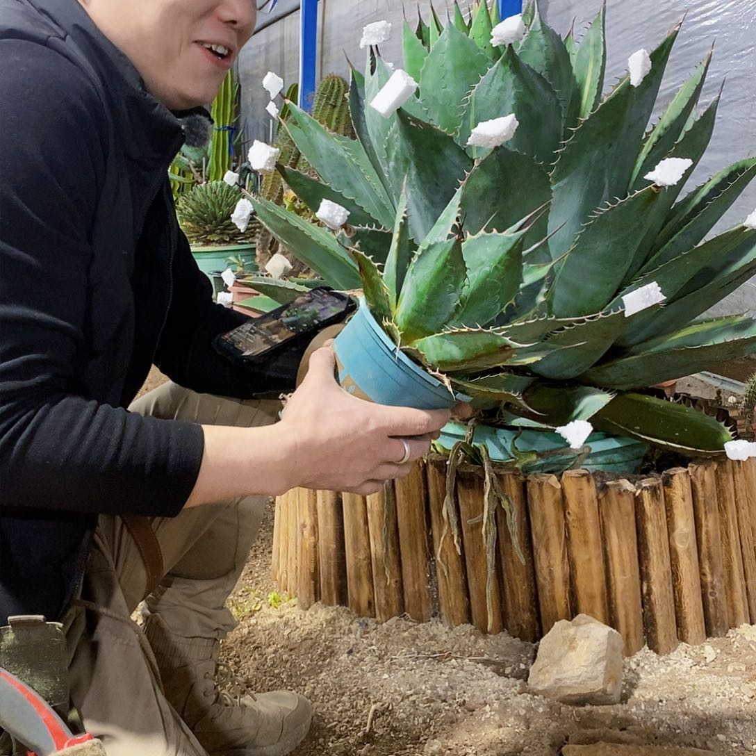 赖光锦龙舌兰冠幅25厘米左右