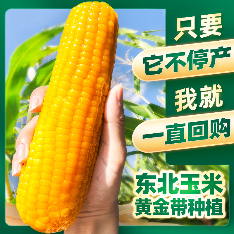 【2025新玉米】东北黄糯玉米真空饱满软糯香甜新黄糯大棒15-18公分