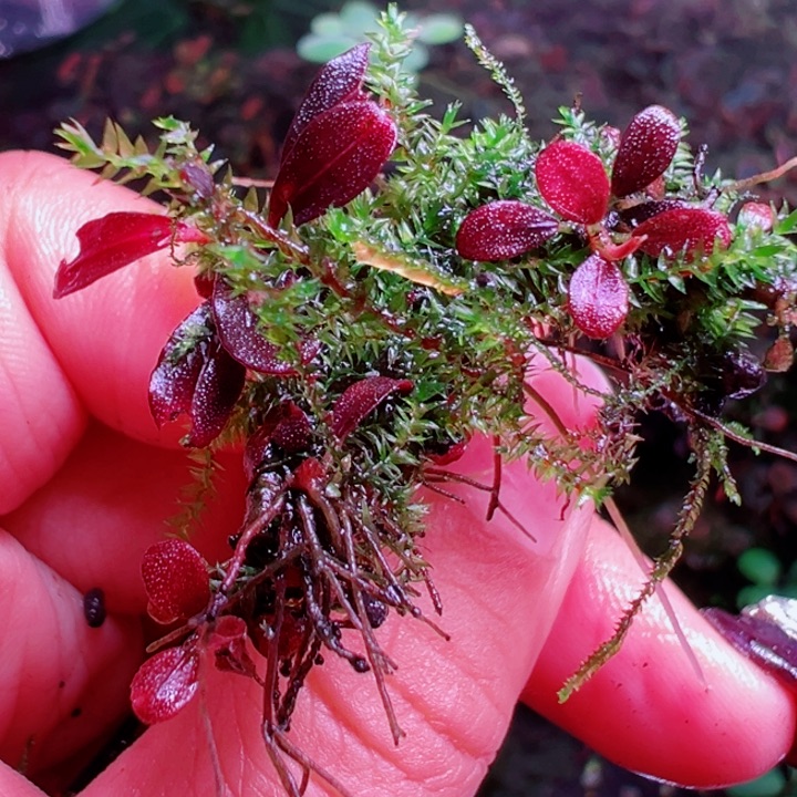 福利6号福利价植物一头