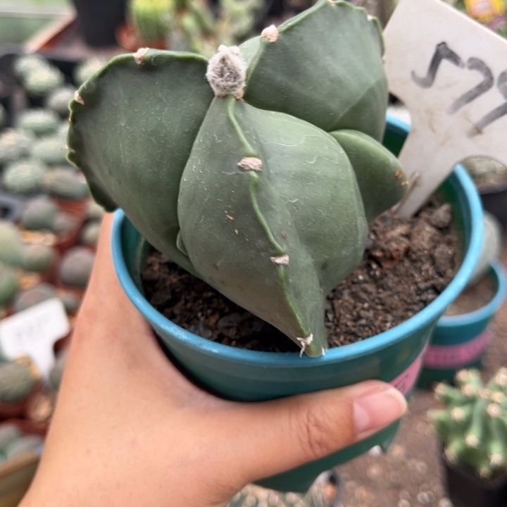 579实生三角鸾风玉