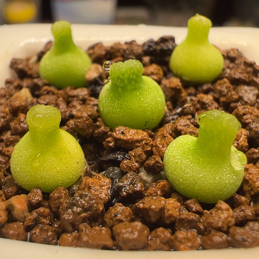 选拔一组母本小葫芦