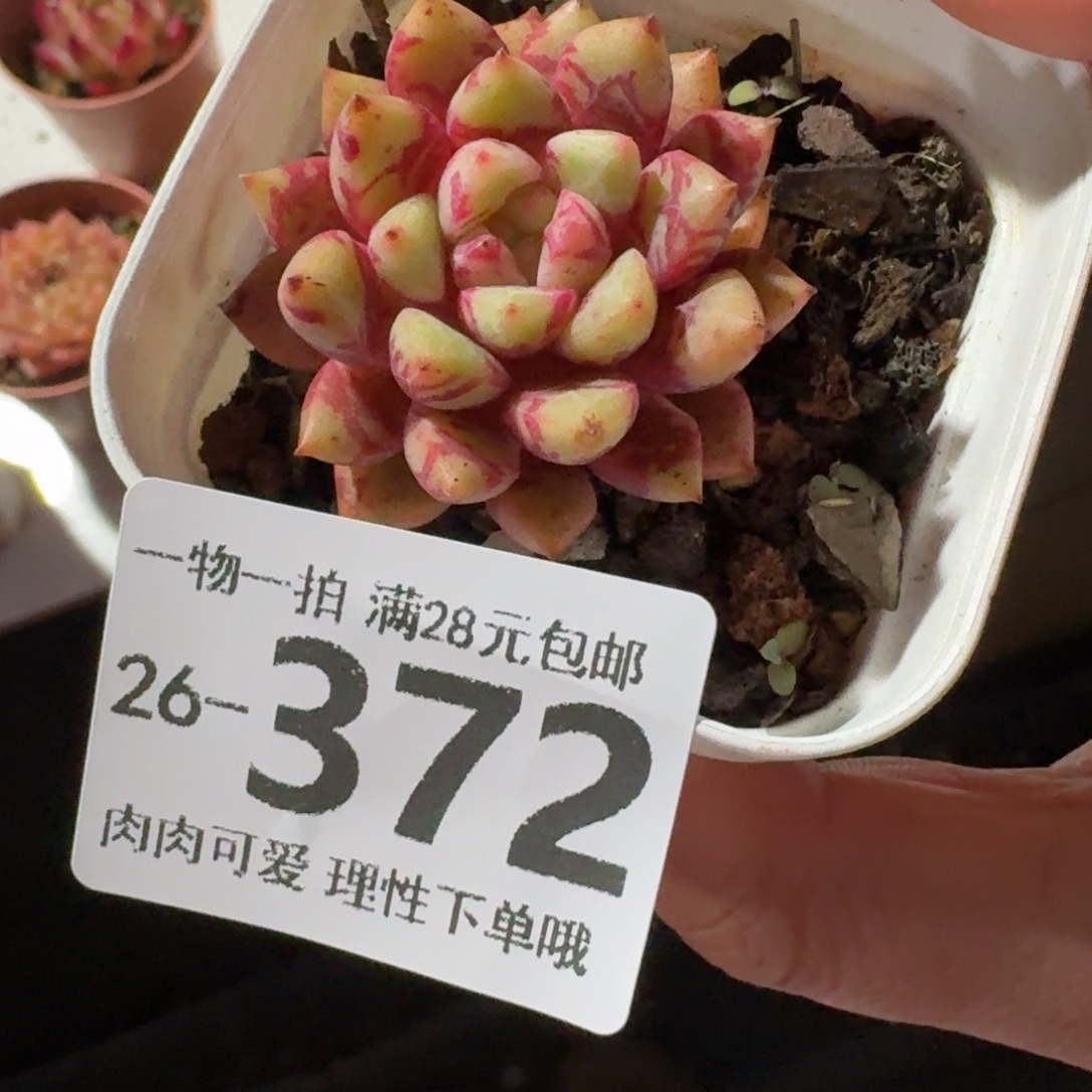 棒***）雪艳无盆土发货无