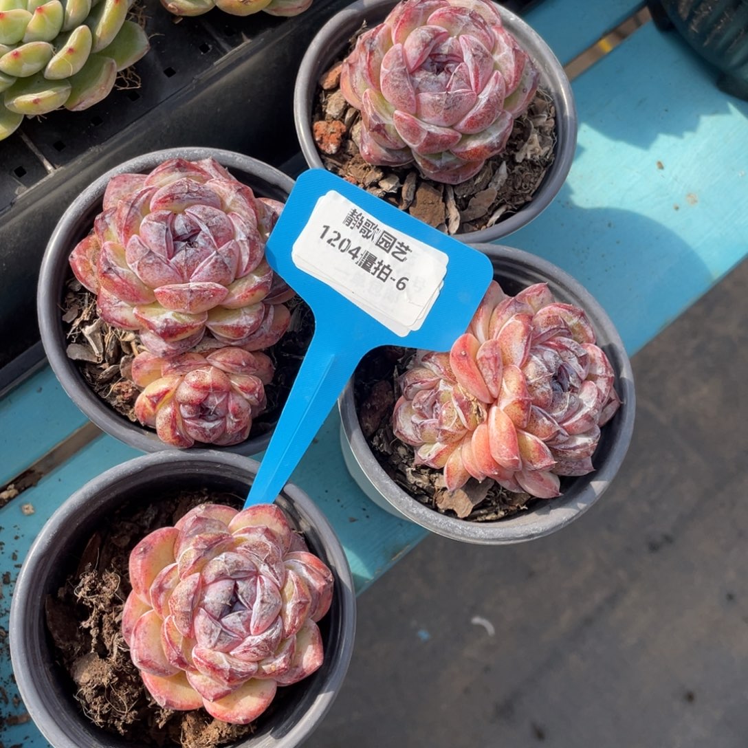 1204-6-糖心黑橙福利一颗