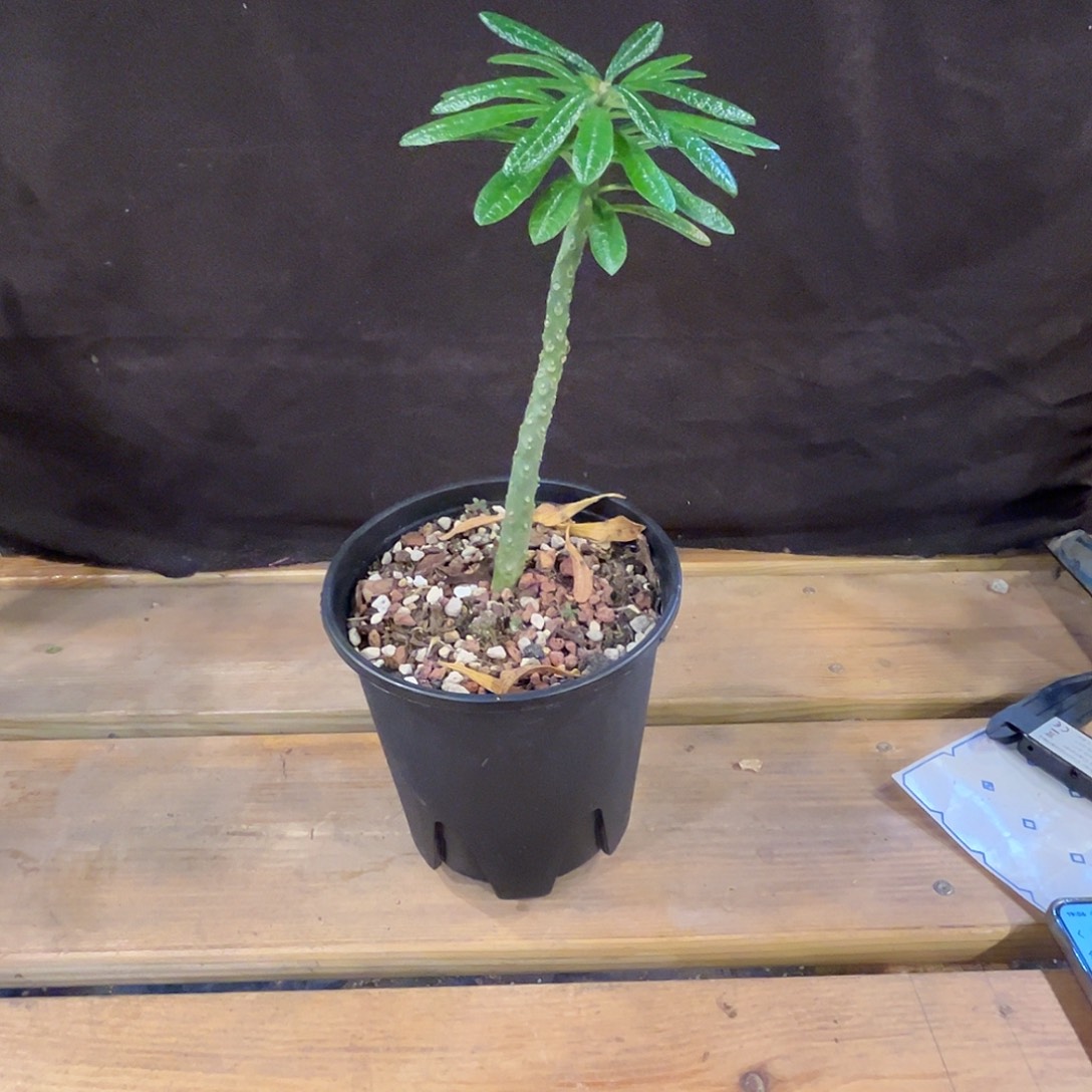 汤圆植物巨硫桑哈