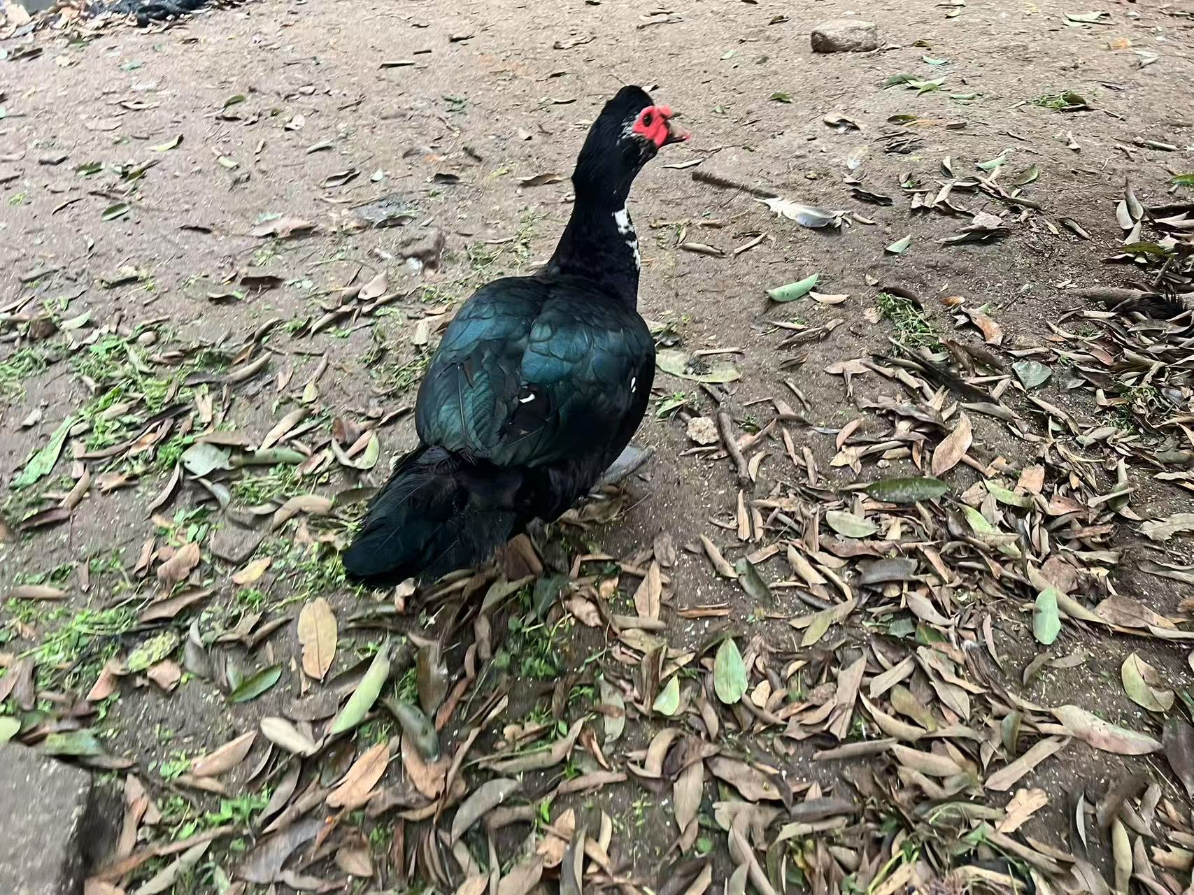 农家散养红脸番鸭，洋鸭，老土鸭，五谷杂粮散养