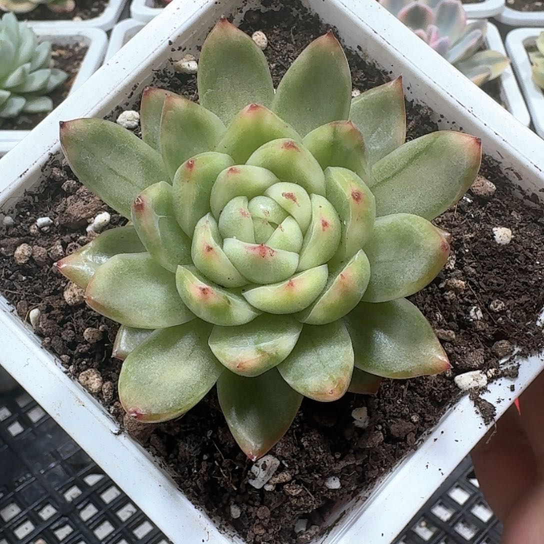 珍妮锦多肉植物哈