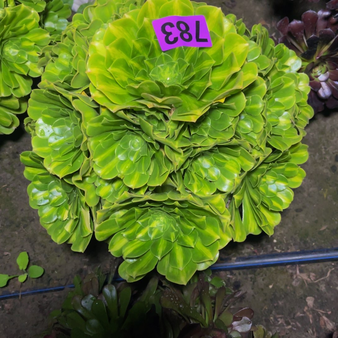 翡翠琉璃26////48包邮