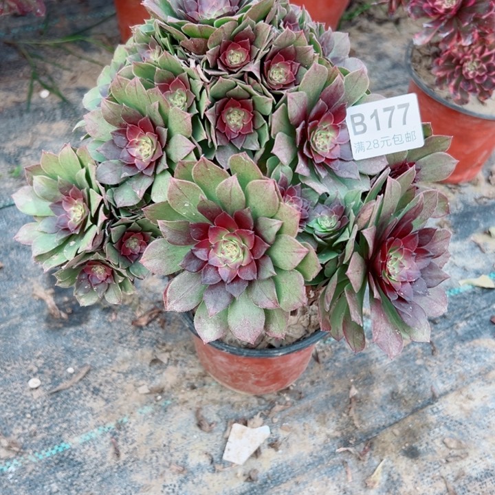 177桃花石多肉植物