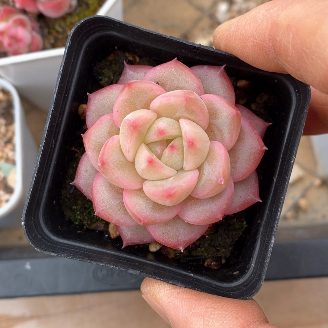 精品多肉一物一折不包整96