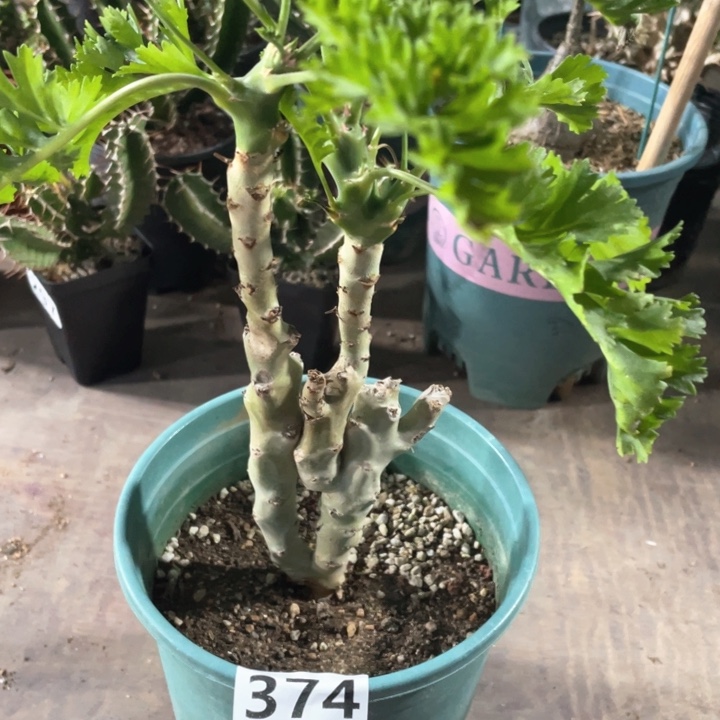 374超大白皮洋葵块根