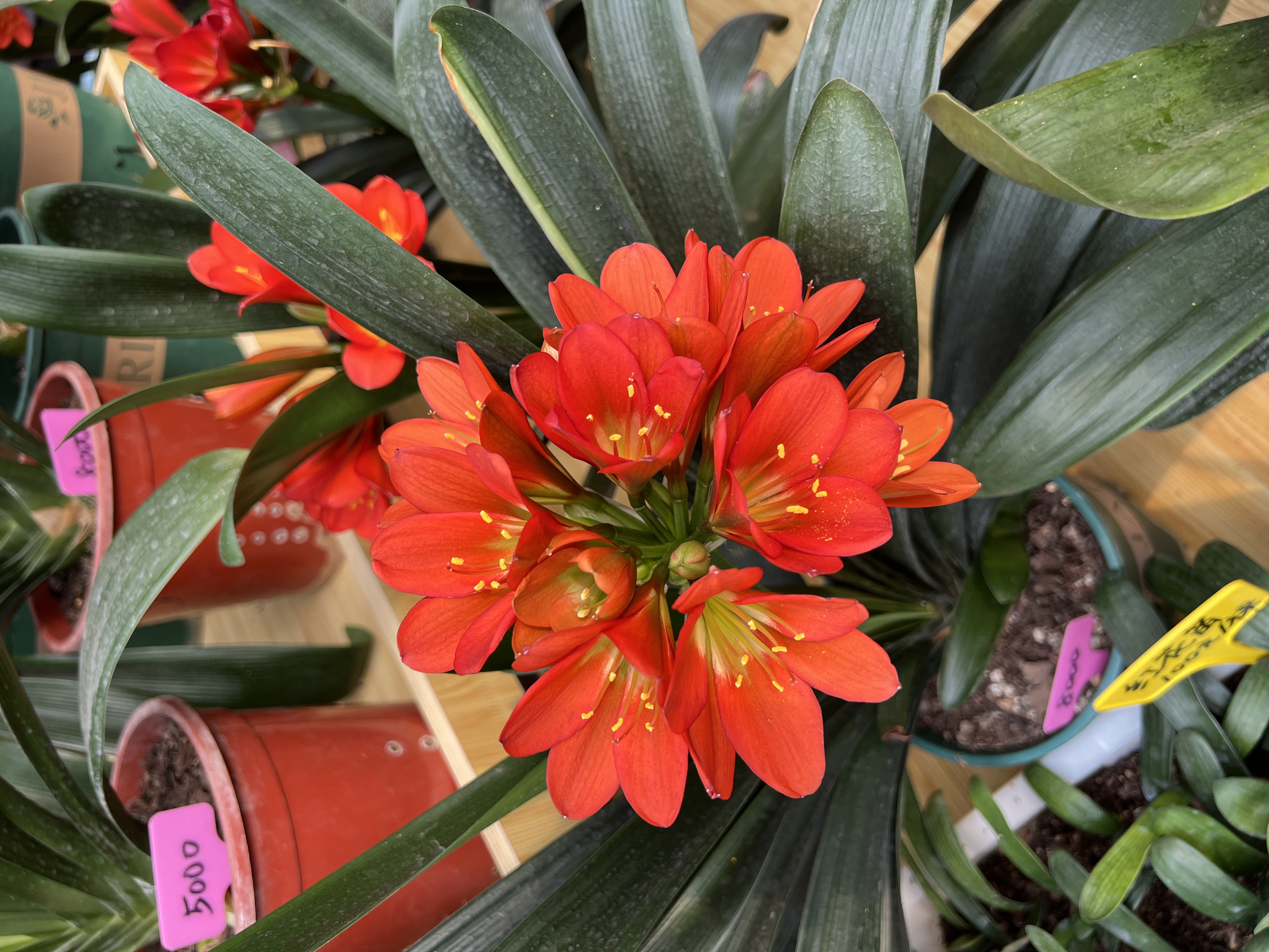 年底开花 四季君子兰8个叶片以上原盆土发货花卉盆栽绿植爱开花 