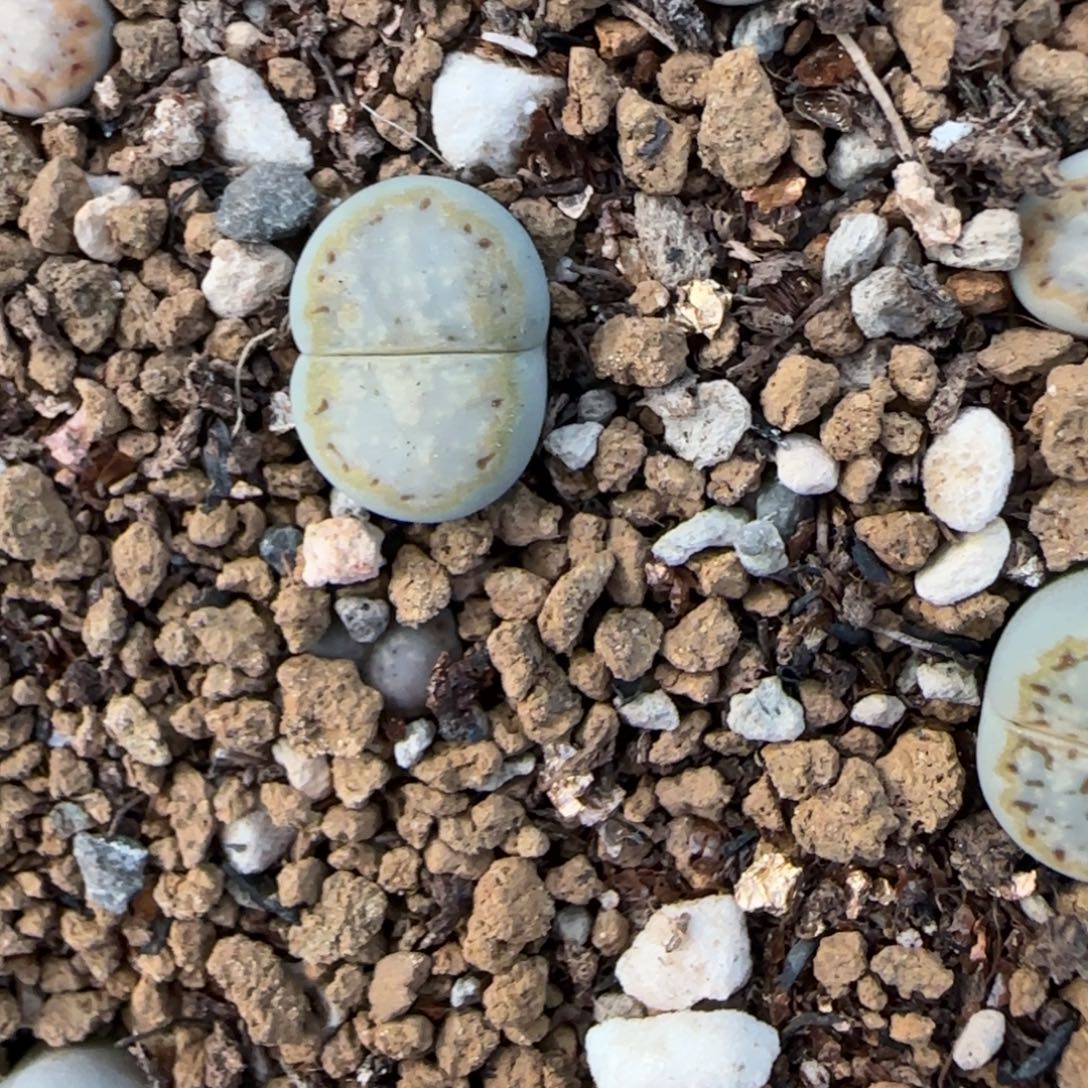 金边饼干可挑30包邮