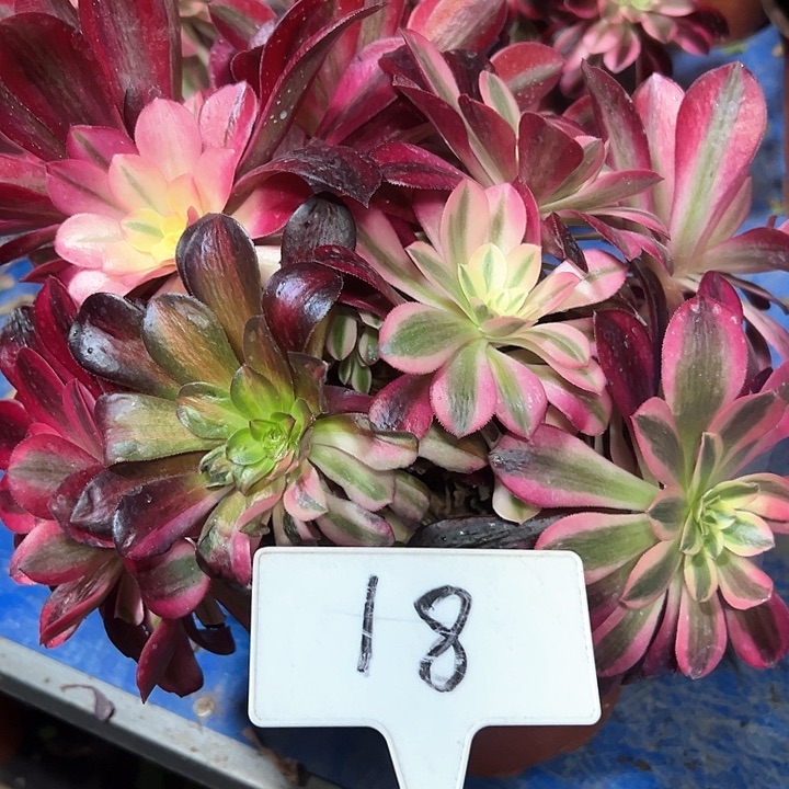 多肉植物美杜莎法师