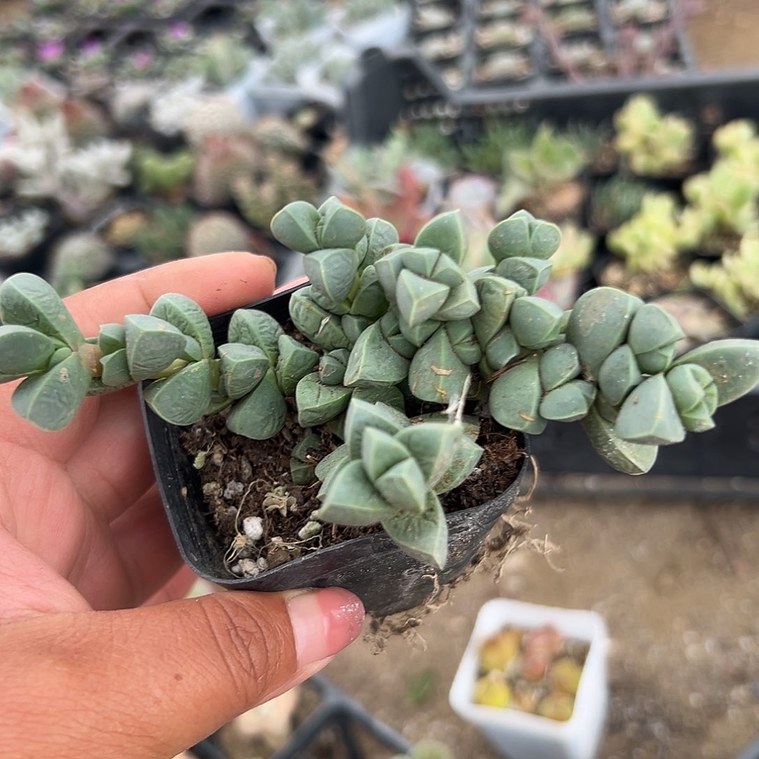 多肉植物多肉植物