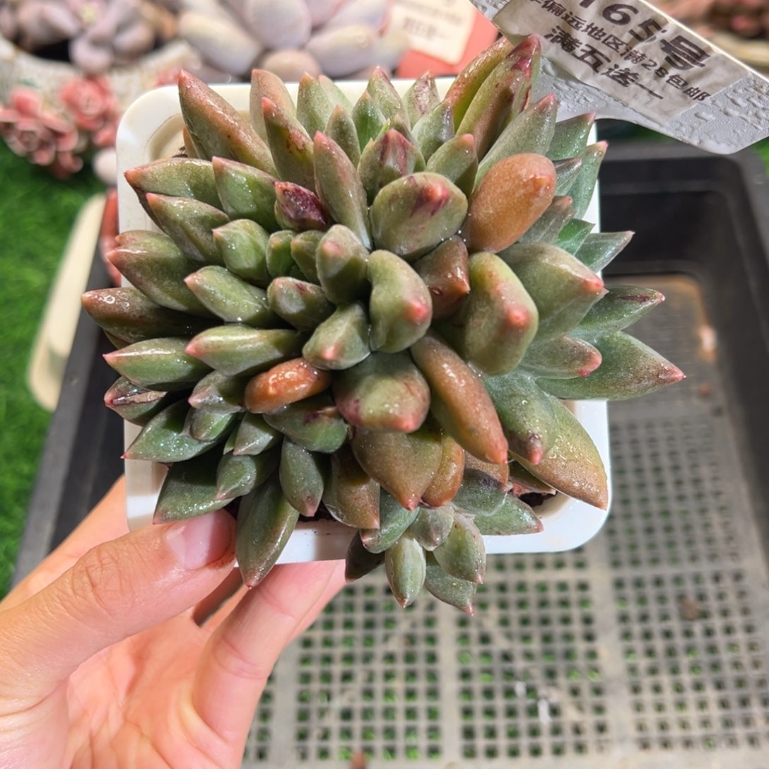 表妹精品多肉植物165.