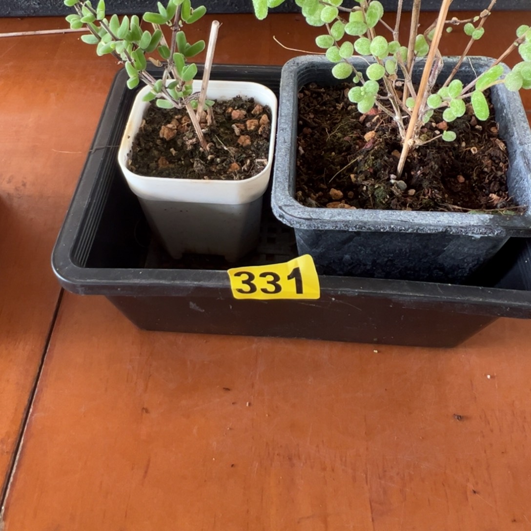 枝干番杏多肉植物331