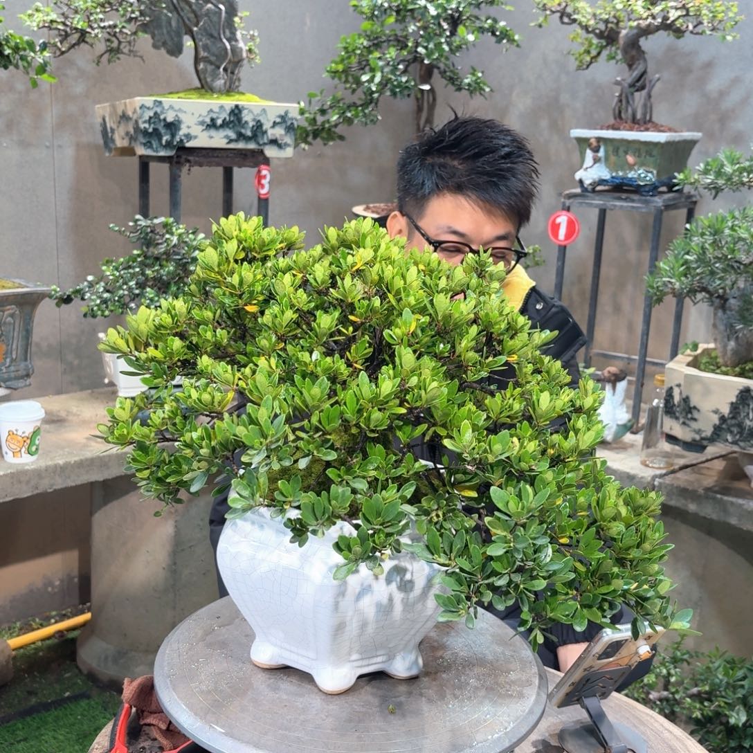 冠珠栀子花花开富贵