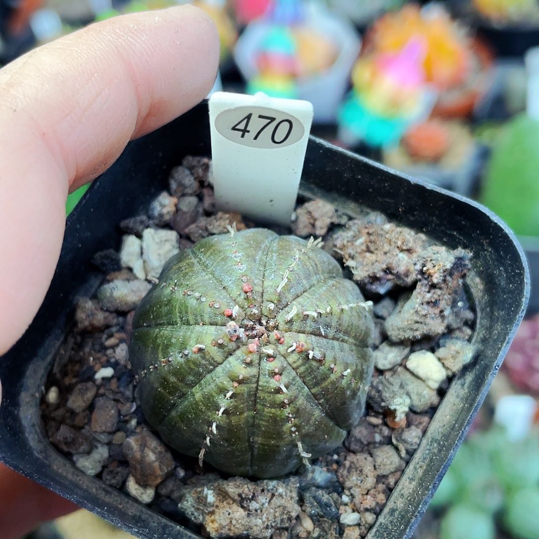 非偏远地区满25包邮仙人球